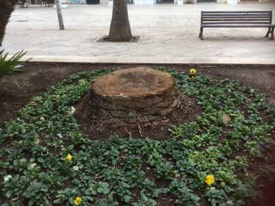Ancora corso Vittorio Emanuele: in questo caso l'albero � stato abbattuto
